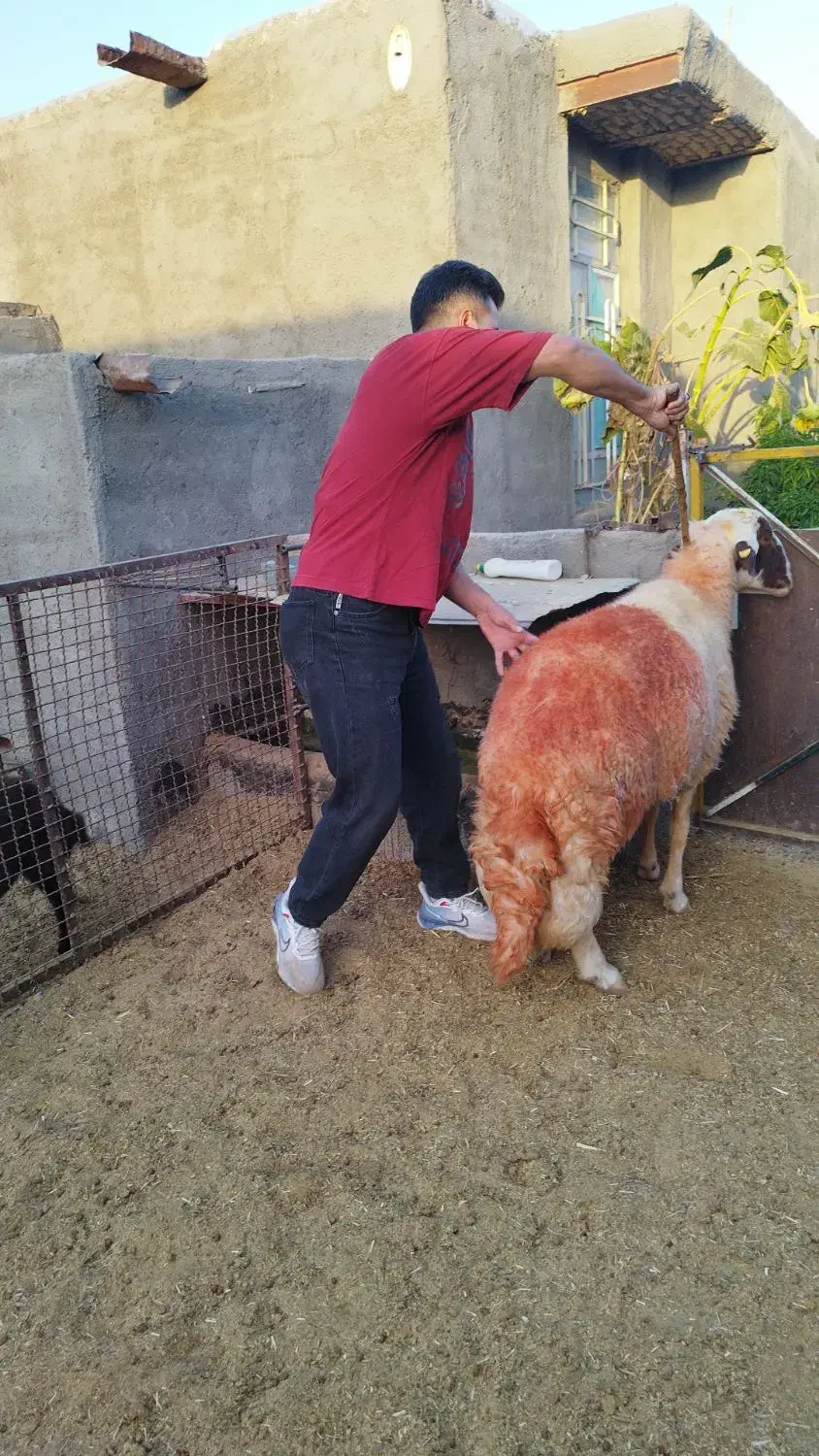 قوچ سنجابی اصیل در کوهسرخ|حیوانات مزرعه|کاشمر, |دیوار