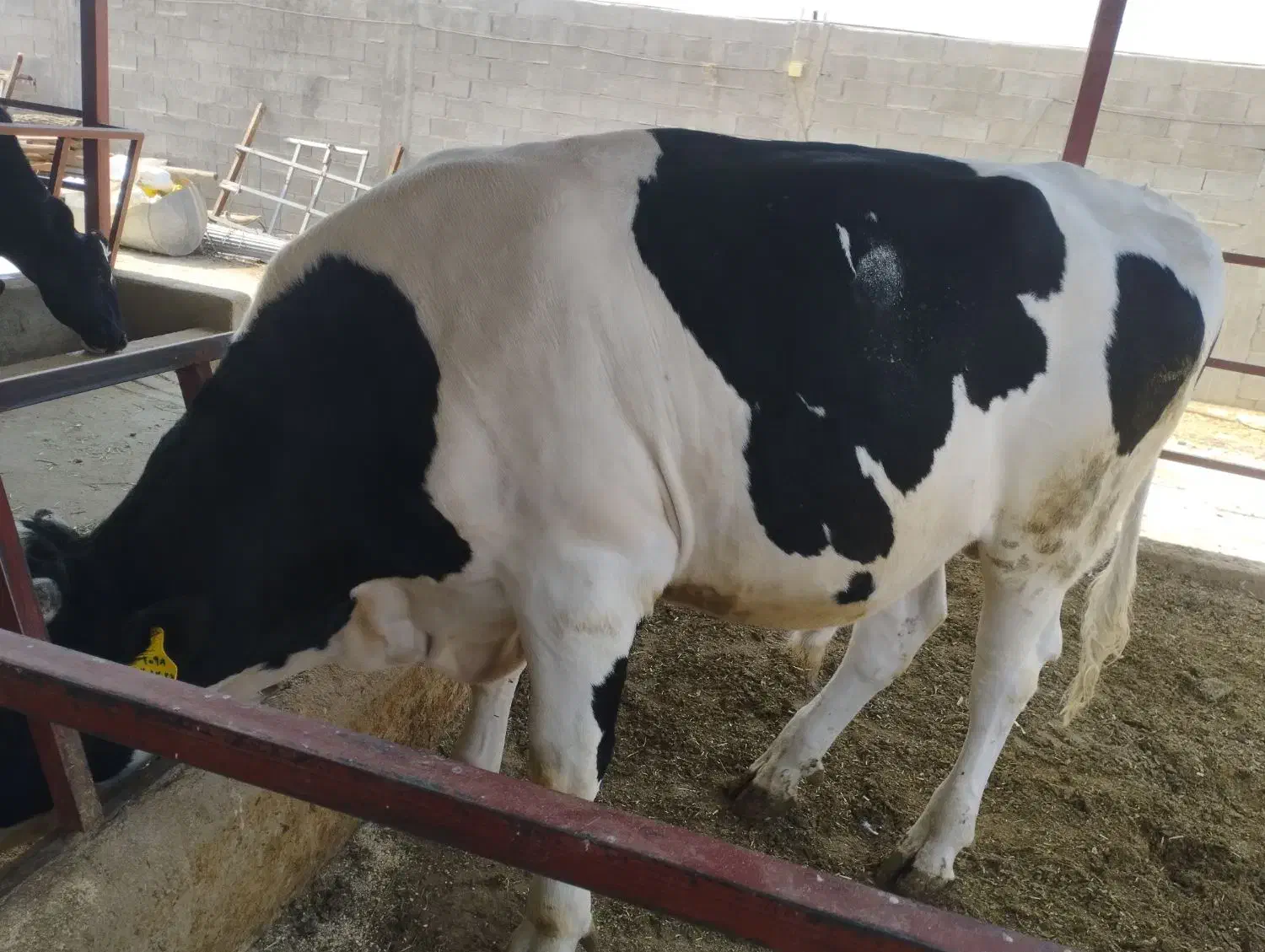 فروش گوساله نر|حیوانات مزرعه|شیراز, حجت آباد|دیوار