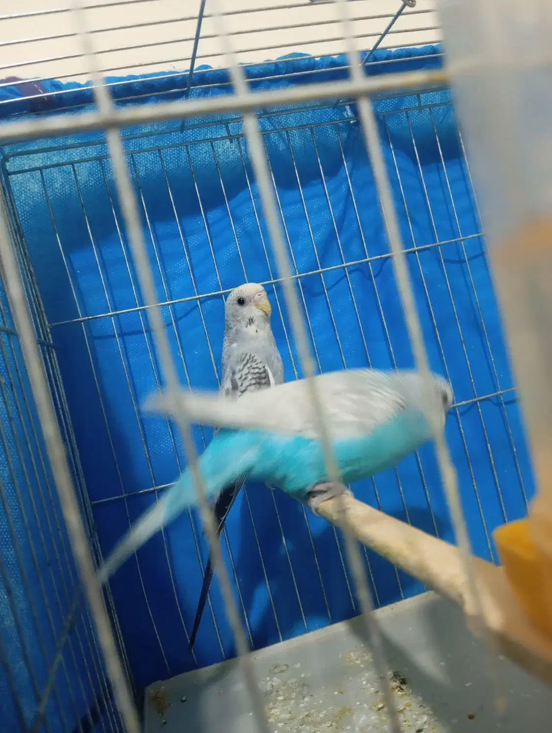 مرغ عشق مولد و دستی|پرنده|ایلام, |دیوار