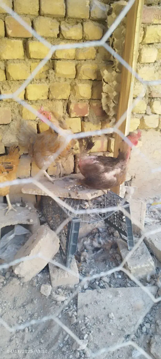 مرغ  بومی تخم گذار|حیوانات مزرعه|خمینی‌شهر, |دیوار