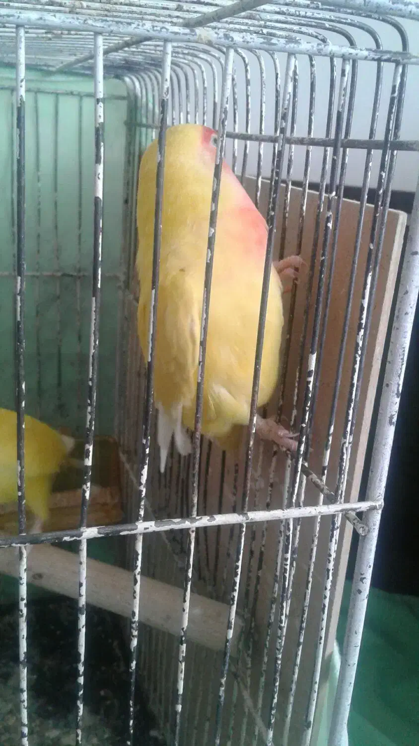 جفت کتوله اهلی|پرنده|بیرجند, |دیوار