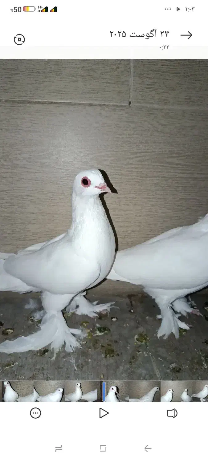 کبوتر تلف شده کفتر|پرنده|تبریز, |دیوار