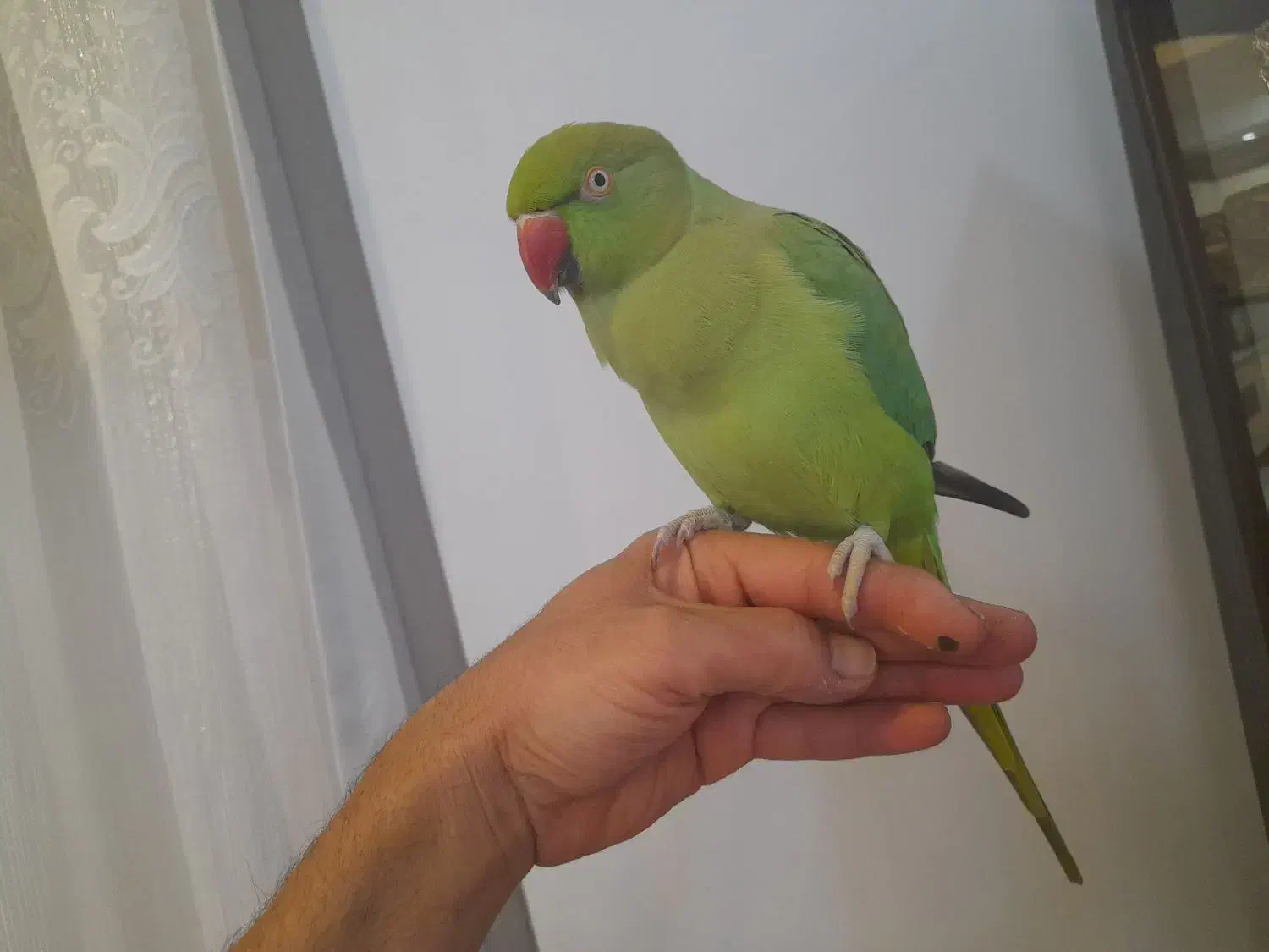 طوطی ملنگو فوق رام|پرنده|ساری, |دیوار