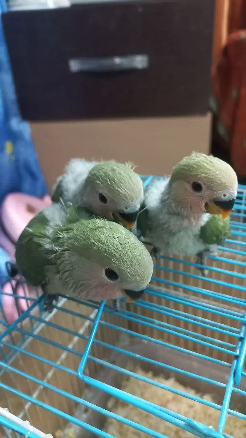 جوجه طوطی برزیلی سرلاکی|پرنده|ری, دیلمان|دیوار