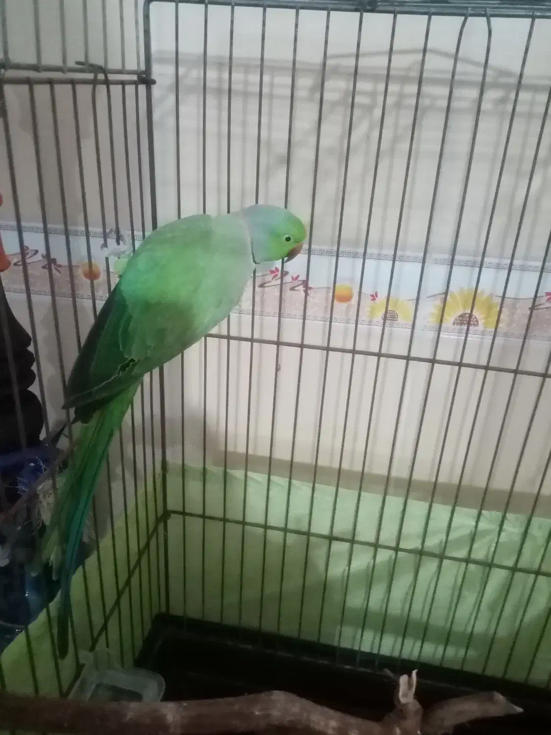 طوطی ملنگو نر مولد|پرنده|مینودشت, |دیوار