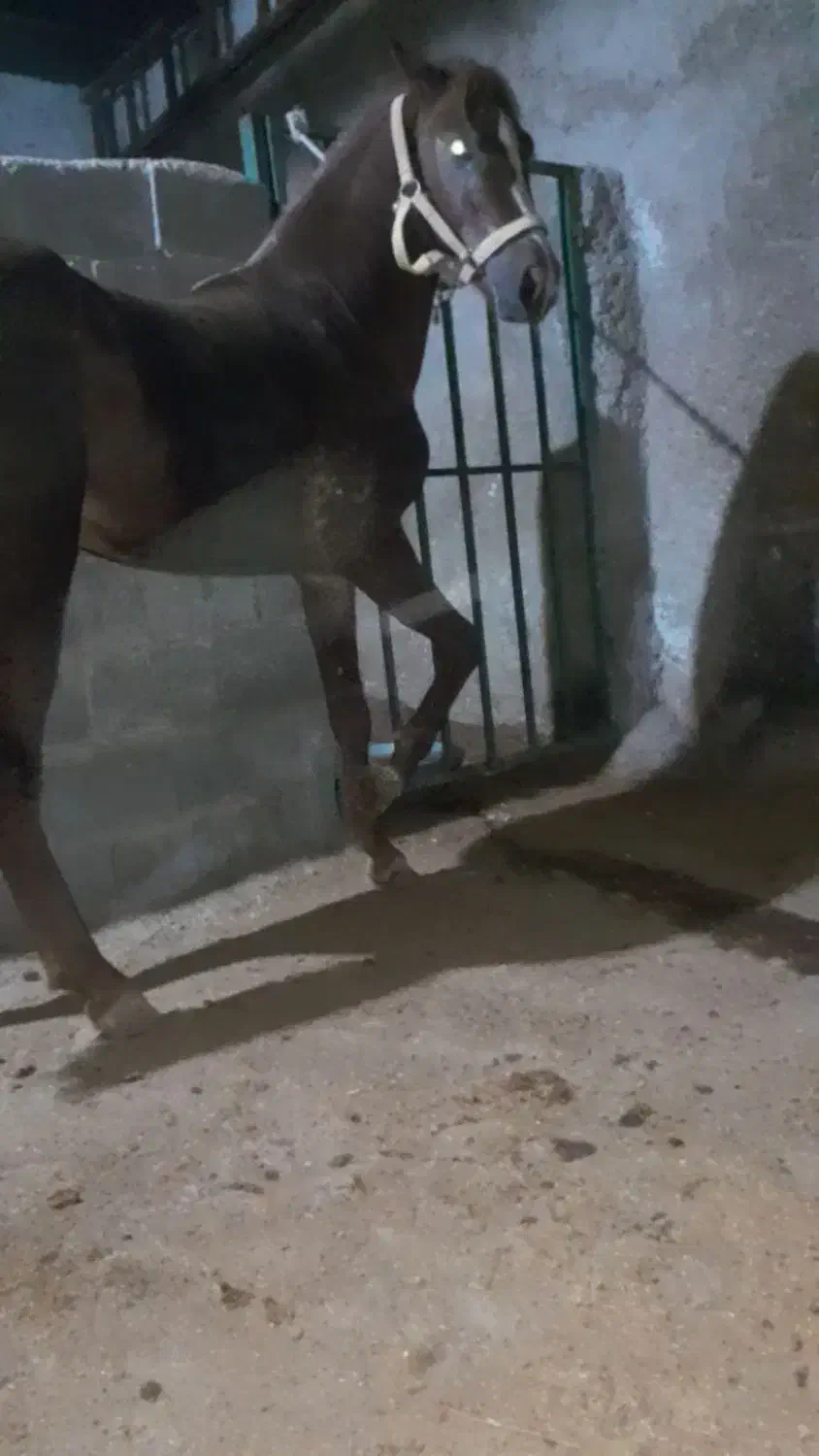 کره نریون عرب معاوضه با نریون سواری دارم|اسب و تجهیزات اسبسواری|کازرون, |دیوار