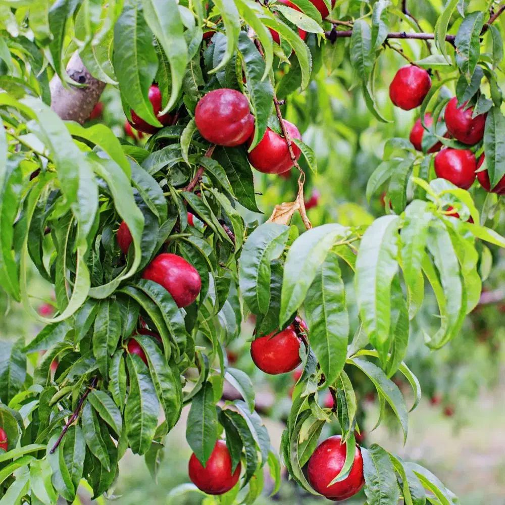 مرکز تخصصی انواع نهال ضمانتی|خدمات باغبانی و درختکاری|هشترود, |دیوار