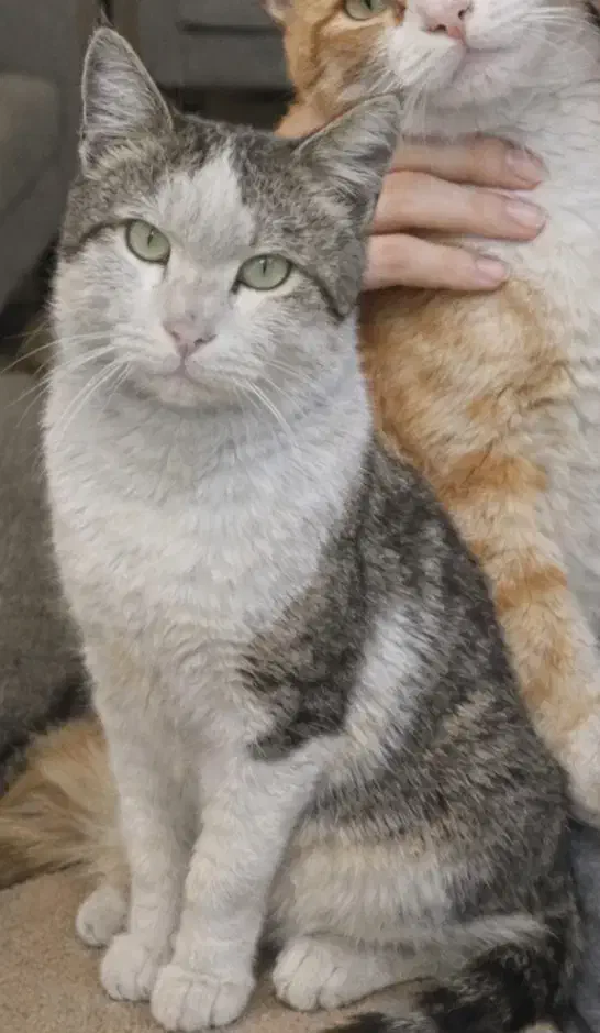 پسرم گمشده|حیوانات|تهران, تهرانسر مرکزی|دیوار