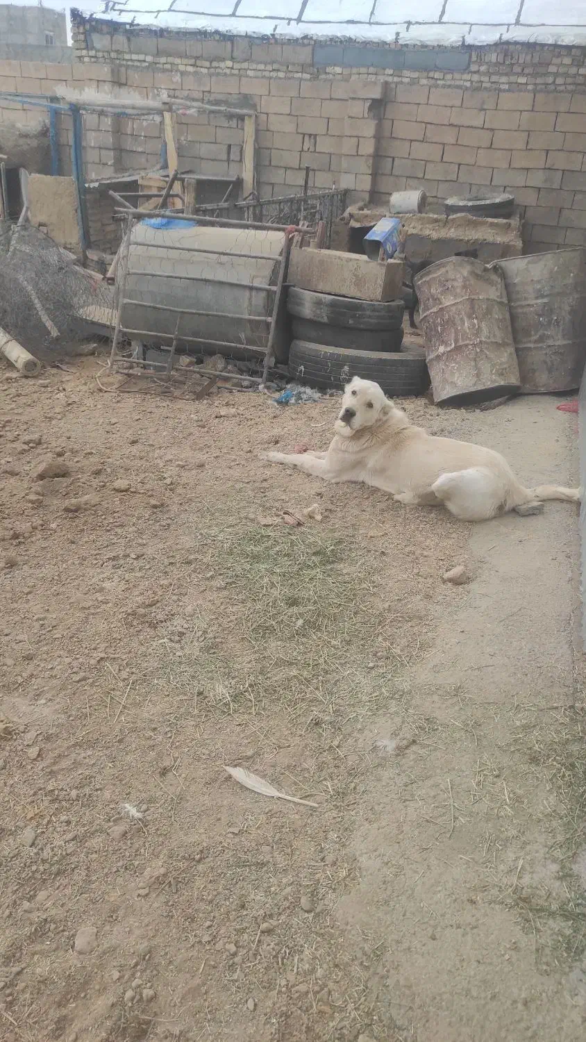 توله سرابی 15ماه|سگ|میلاجرد, |دیوار