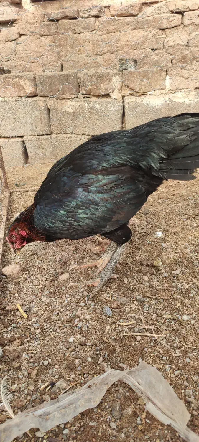 یک عدد مرغ لاری|حیوانات مزرعه|پائین جام, |دیوار