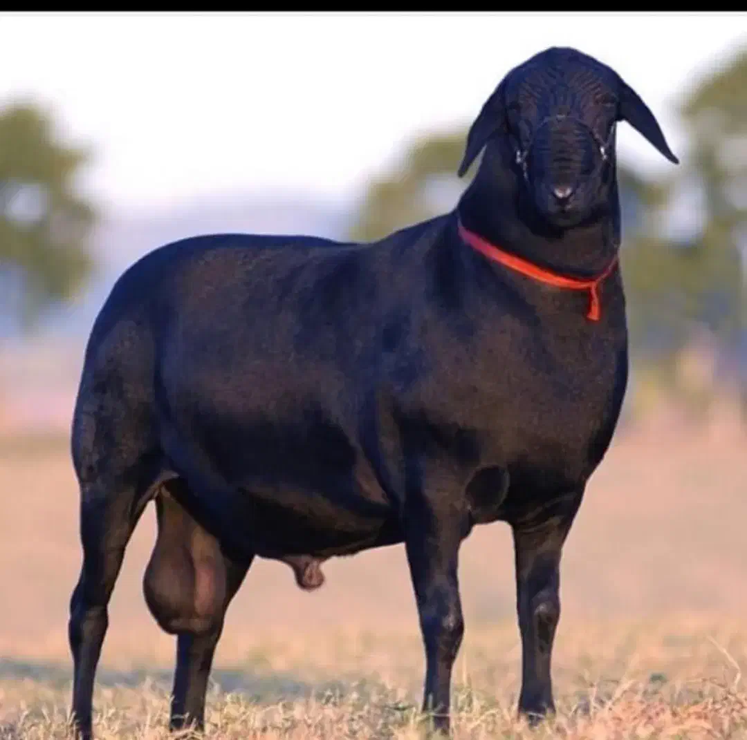 بره ناقلا|حیوانات مزرعه|تهران, سردارجنگل|دیوار