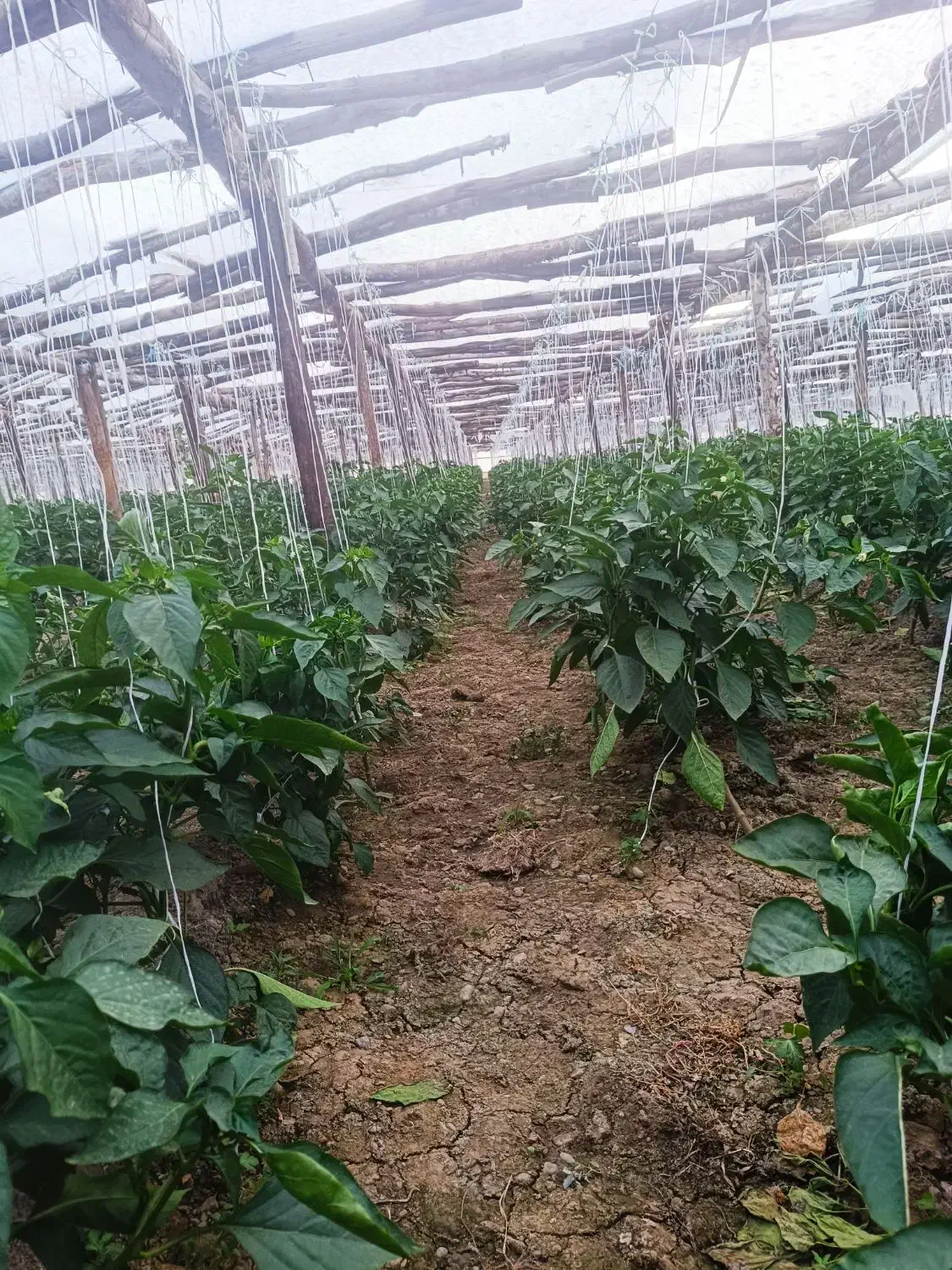 گل خانه چوبی فروشی|عمدهفروشی|مبارکه, |دیوار