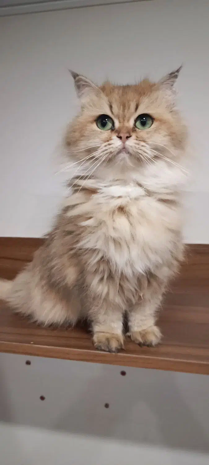 بریتیش گلد لانگهیر|گربه|تهران, کوی بیمه|دیوار