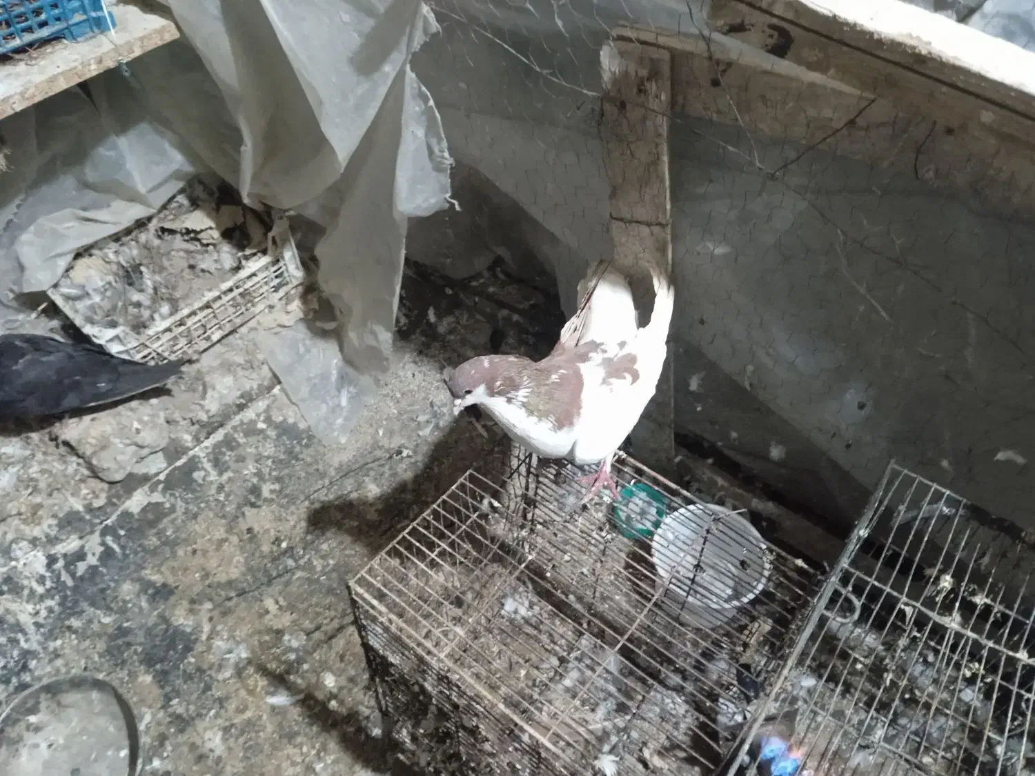 چند عدد پرنده|پرنده|بجنورد, |دیوار