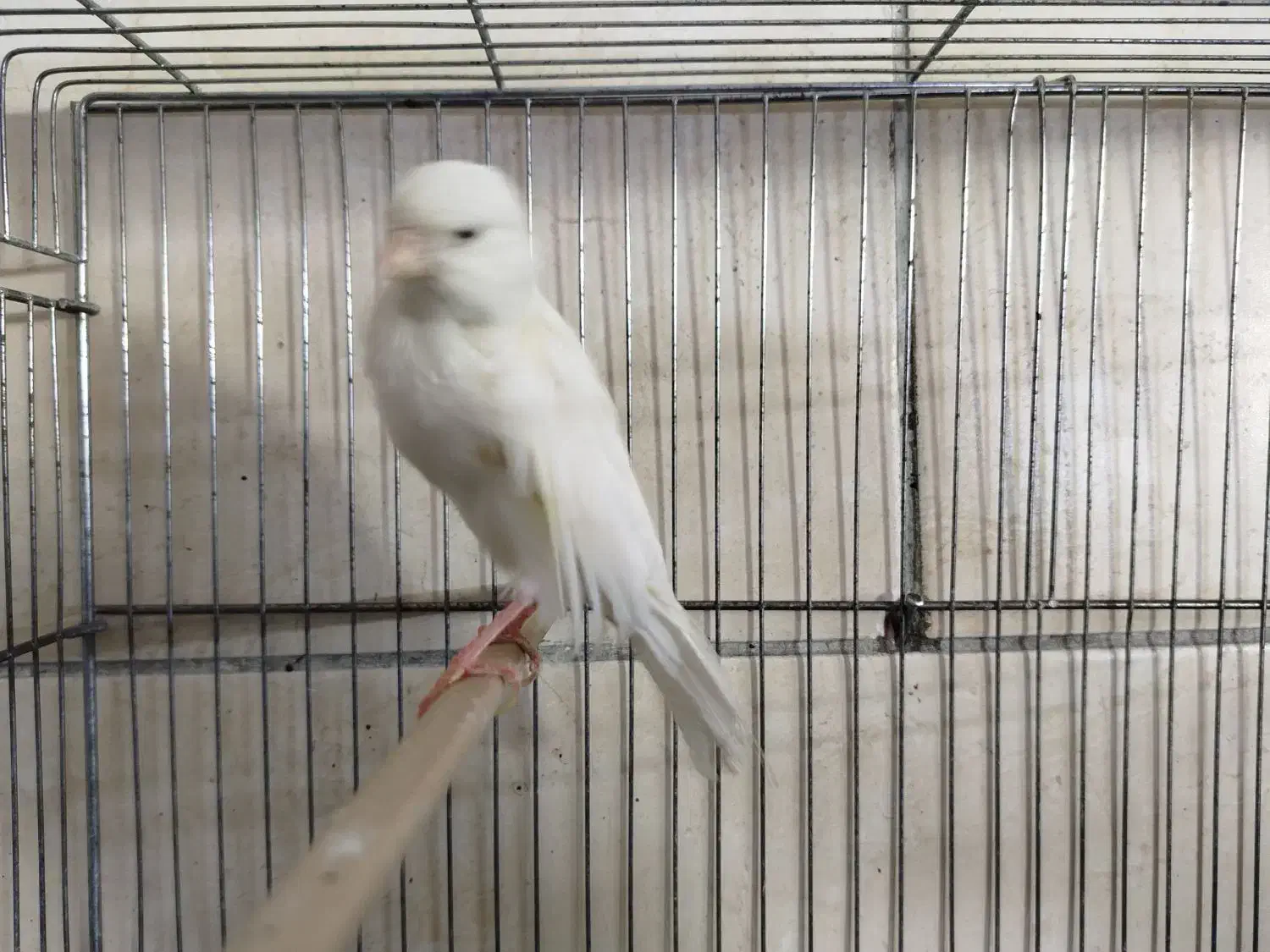 قناری نر و ماده|پرنده|قرچک, باقرآباد|دیوار