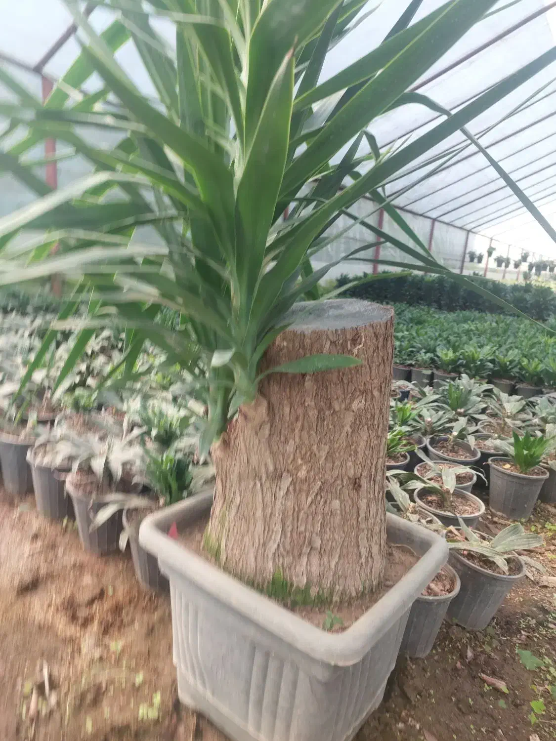 یوکا تنه دار|گل و گیاه طبیعی|تهران, سازمان آب|دیوار