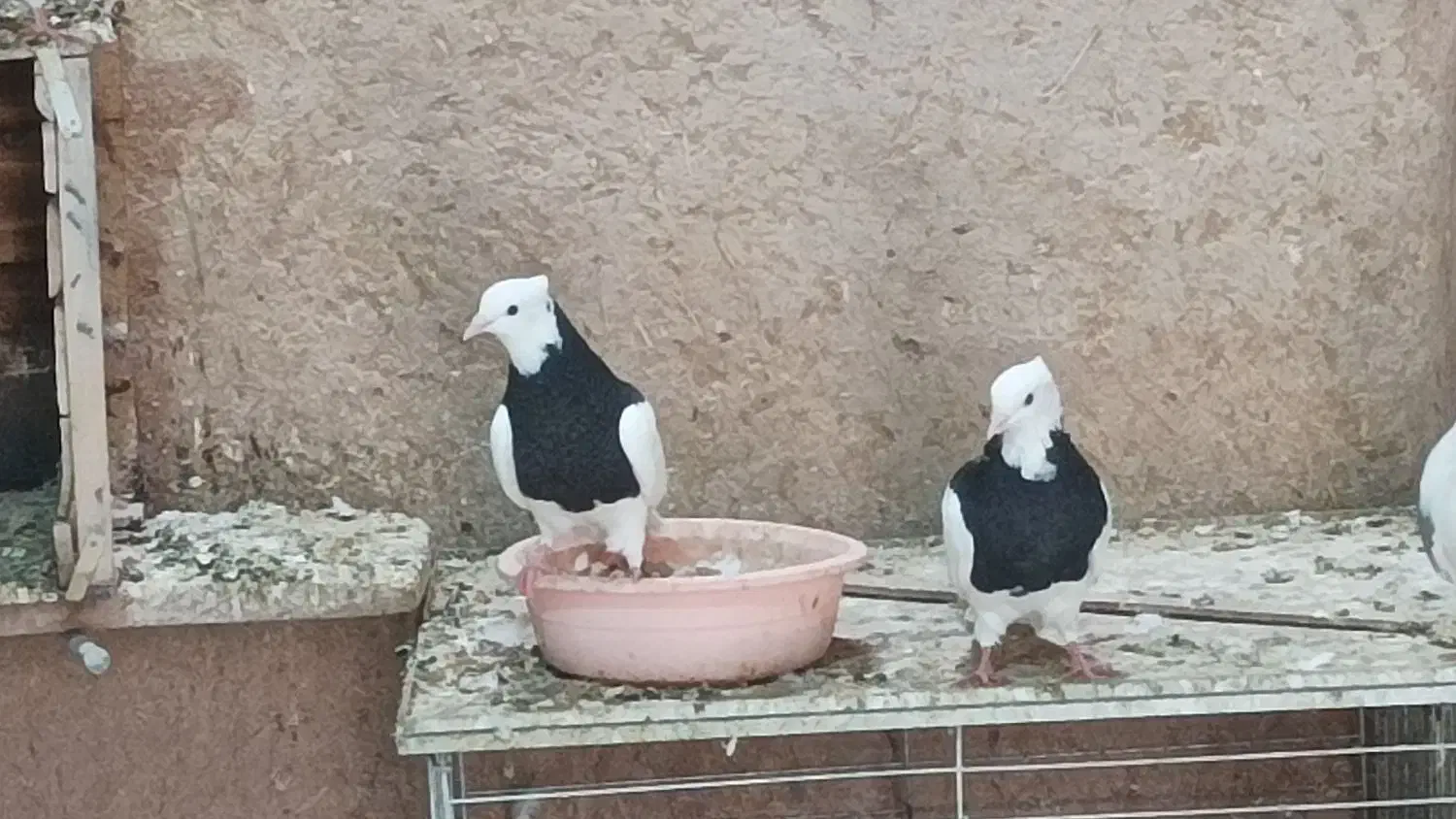 کفتر طوقی سیاه|پرنده|میبد, |دیوار