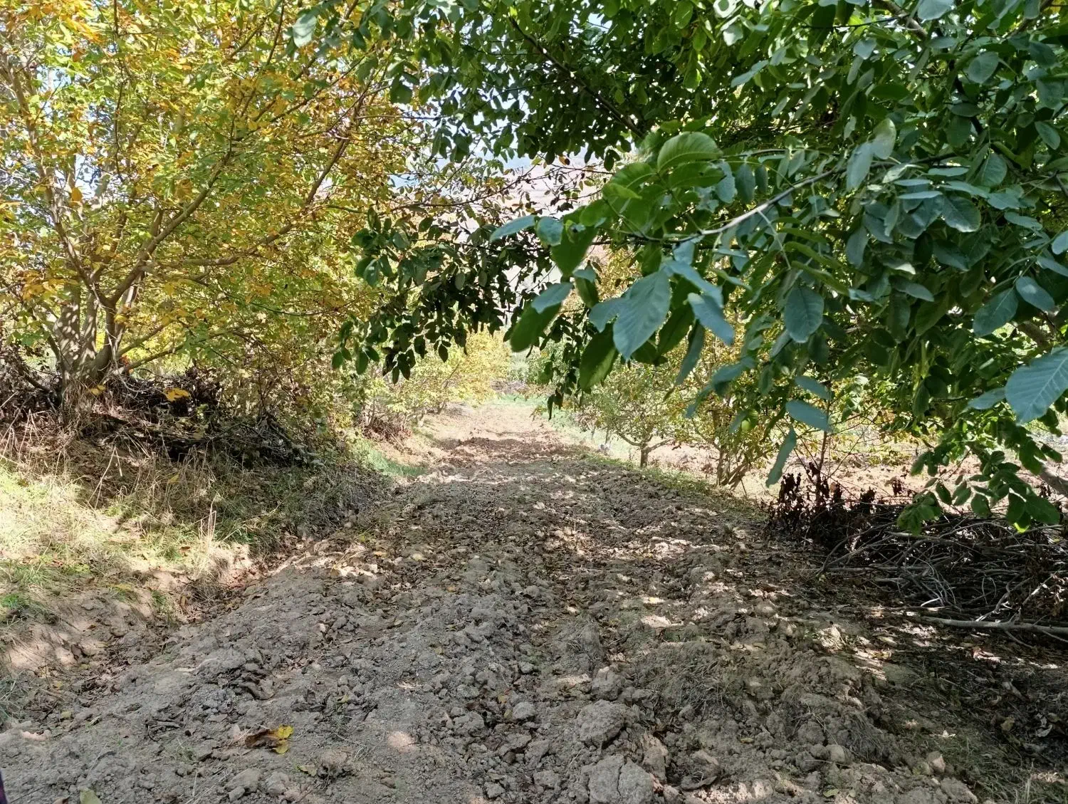 باغ گردو در روستای صفی آباد|فروش زمین و ملک کلنگی|دوزین, |دیوار