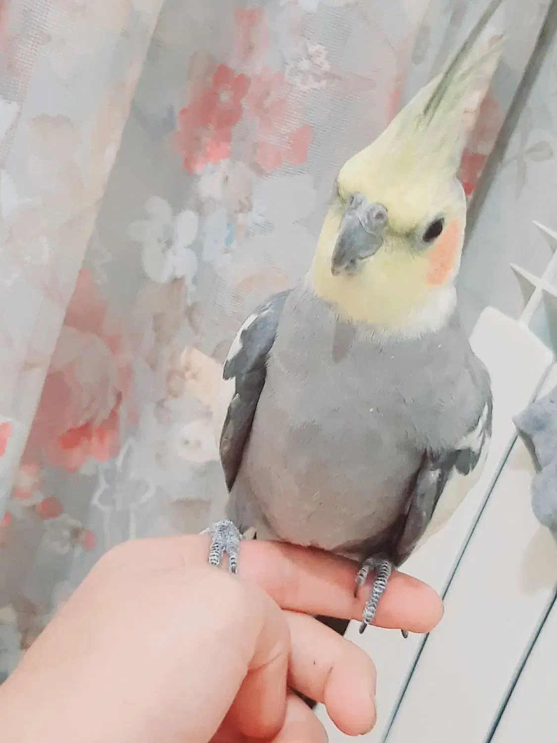 یک جفت طوطی عروس مولد|پرنده|قزوین, |دیوار