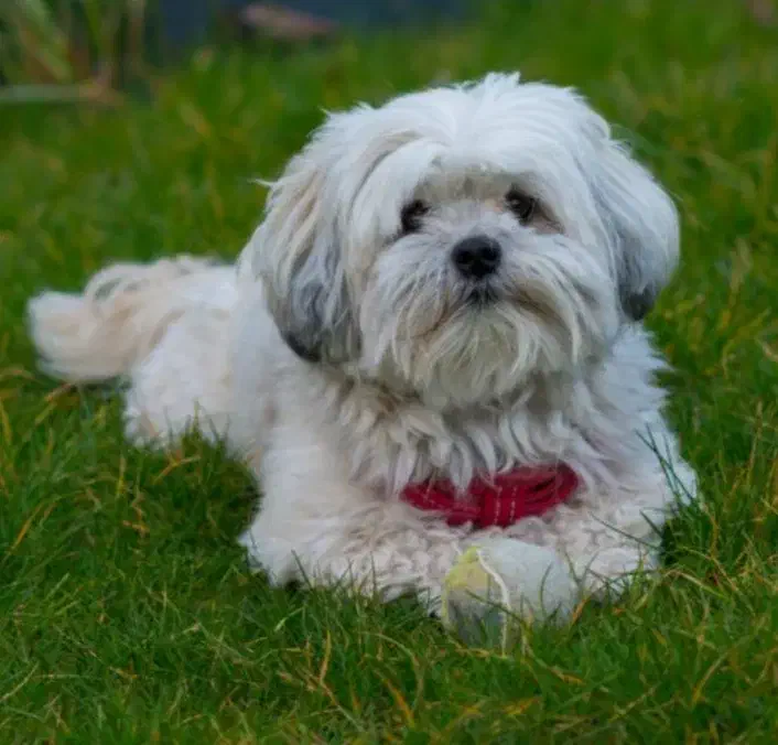 شیتزو فلت|سگ|فردیس, شهرک ارم|دیوار