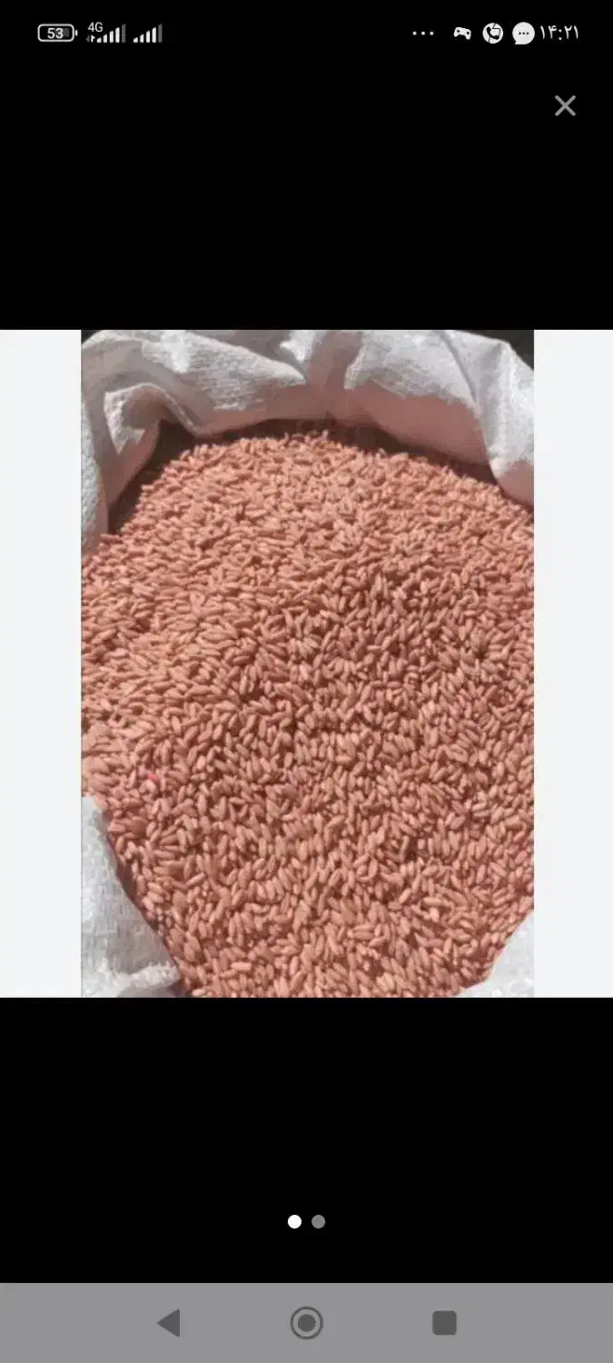 گندم آذر دو. درجه یک بذری|خدمات باغبانی و درختکاری|جوانرود, |دیوار