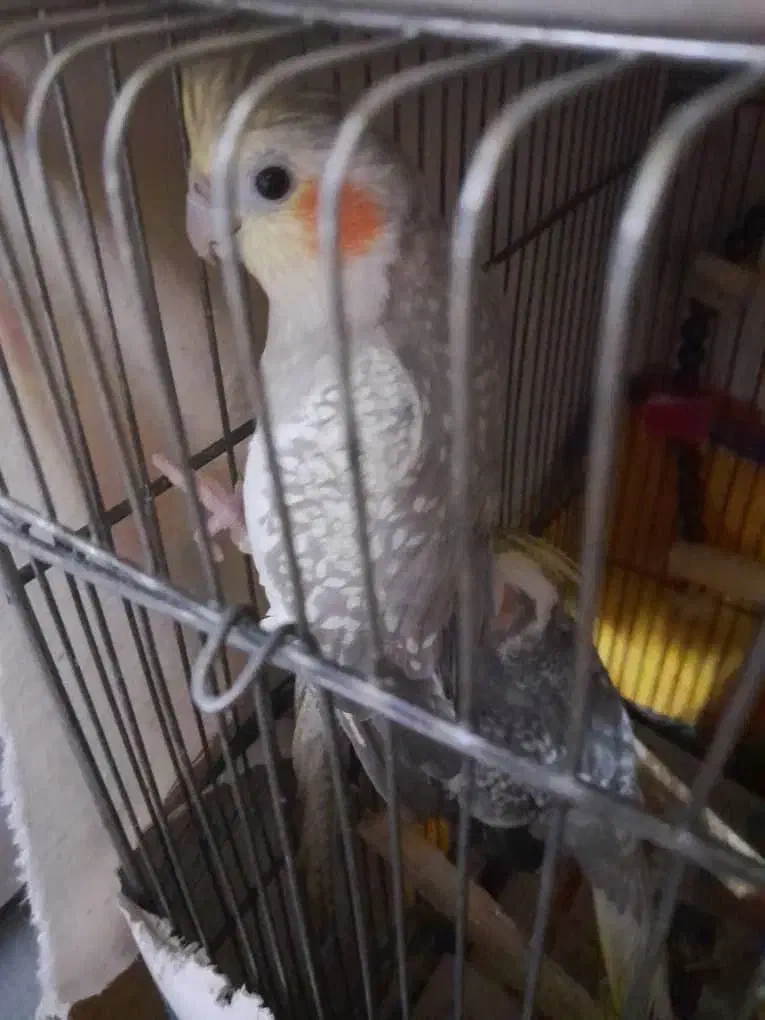 طوطی سخنگو پنج تا طوطی عروس هلندی|پرنده|رشت, سیا اسطلخ|دیوار