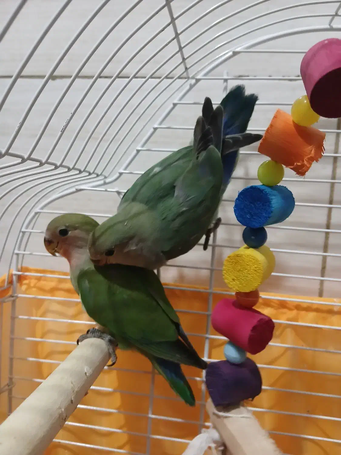 طوطی برزیلی ۲ ماه صحیح و سالم|پرنده|قرچک, پویینک|دیوار