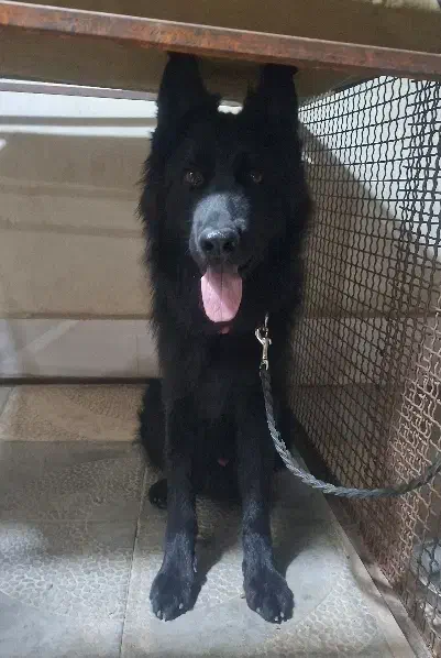 ژرمن بلک|سگ|تهران, یاخجی آباد|دیوار