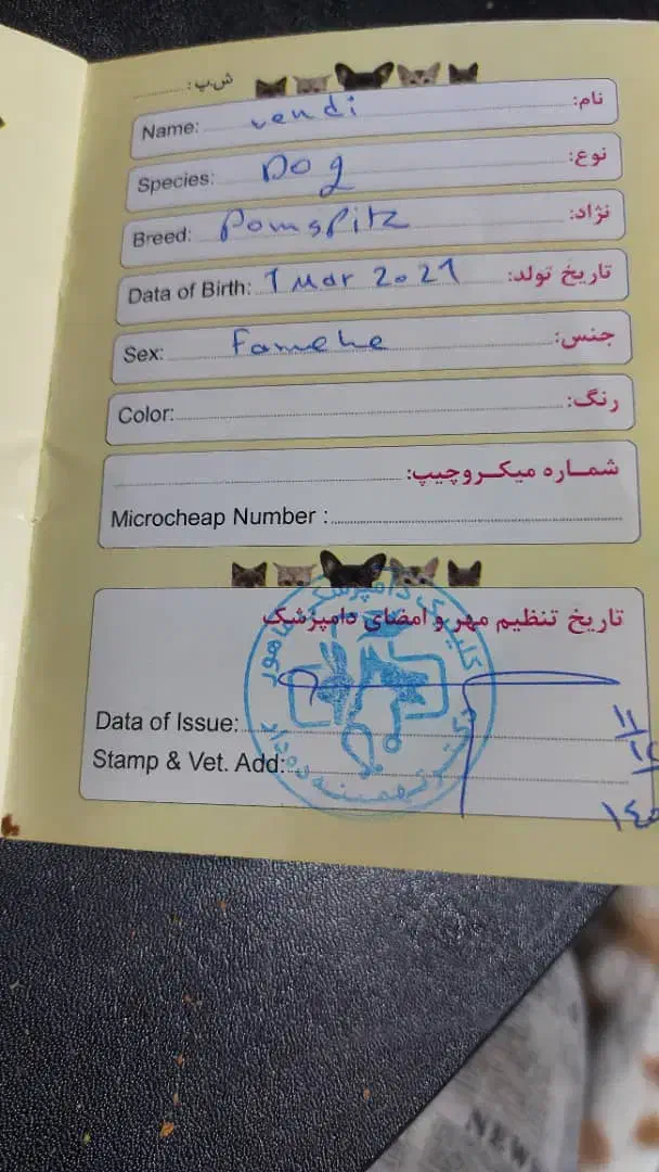 سگ خوب و حرف گوش کن|سگ|برازجان, |دیوار