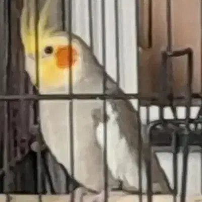 عروس هلندی|پرنده|تهران, کرمان|دیوار