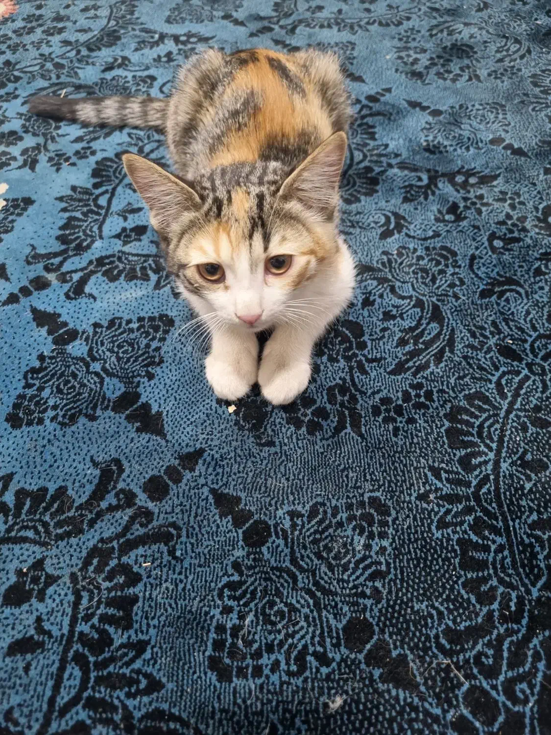 گربه خونگی|گربه|شیراز, شهرک مهدیآباد|دیوار