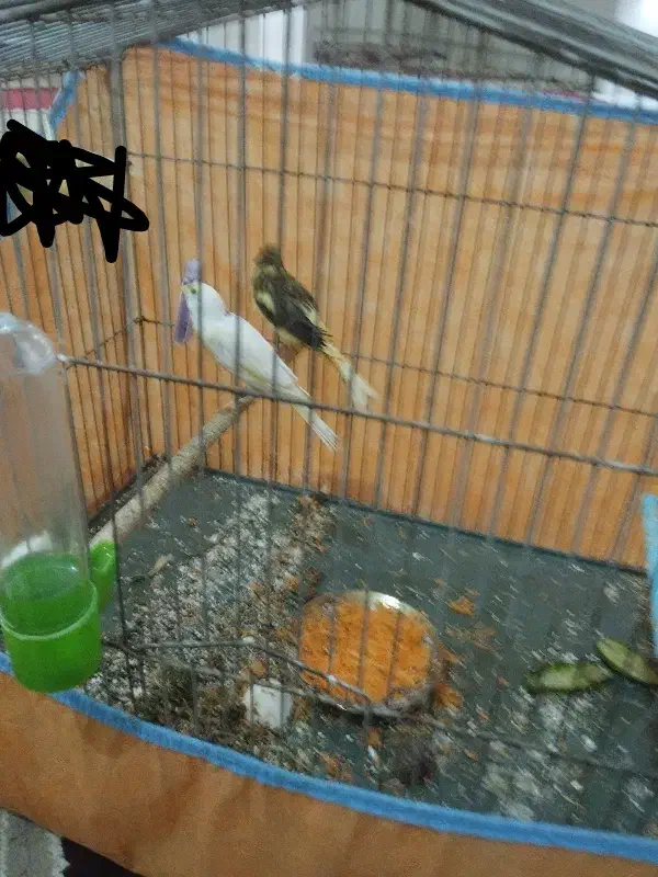 پرنده|پرنده|خرمشهر, |دیوار