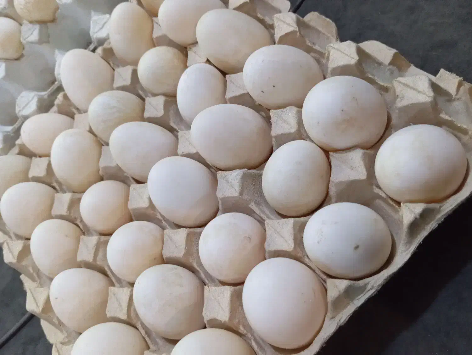 تخم اردک پکنی نطفه دار|حیوانات مزرعه|اسالم, |دیوار