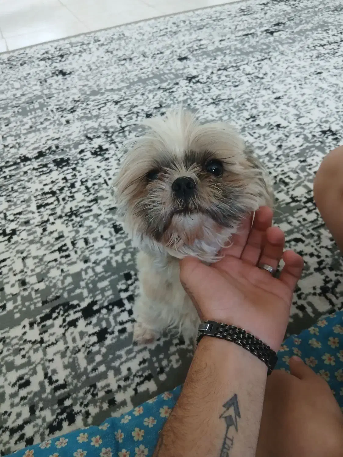 سگ شیتزو سوپر فلت|سگ|شهریار, اصیل آباد|دیوار