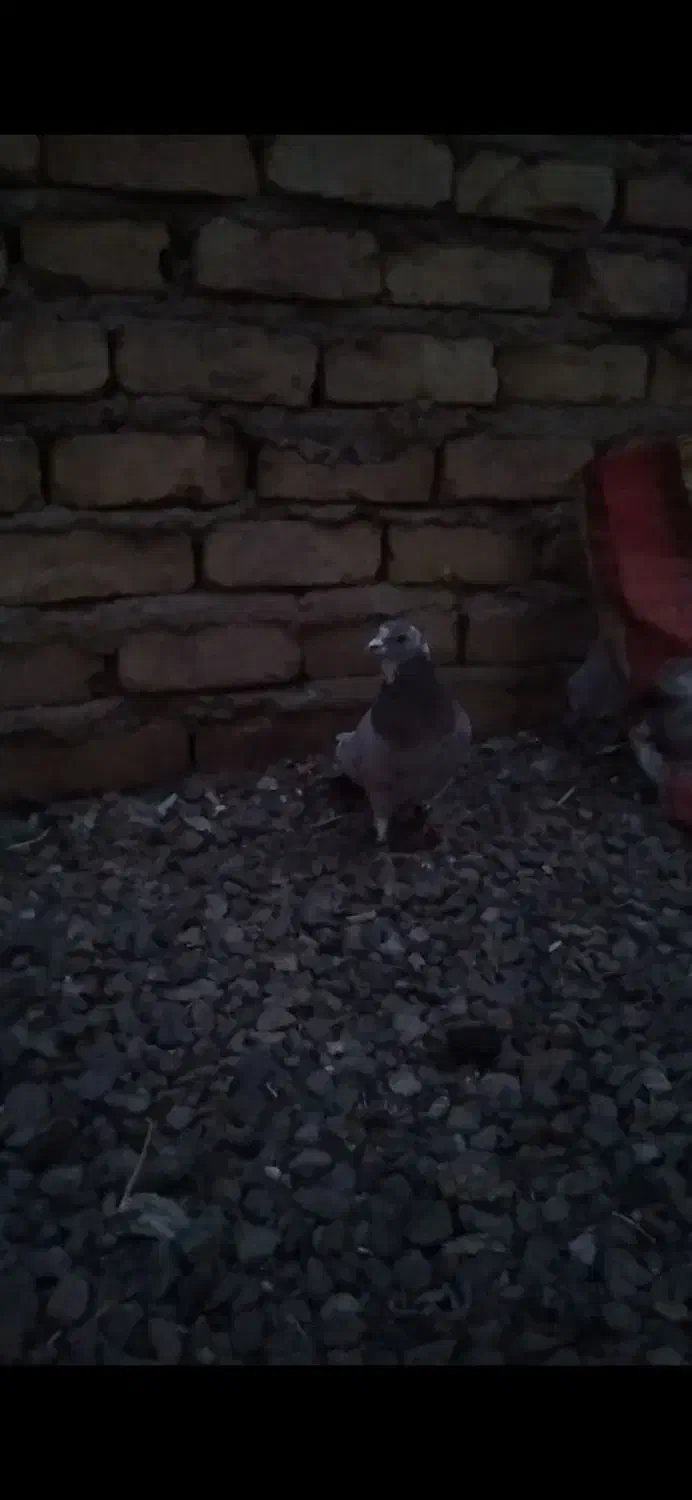 یک عدد هفترنگ هفت هشت نر|پرنده|تاکستان, |دیوار