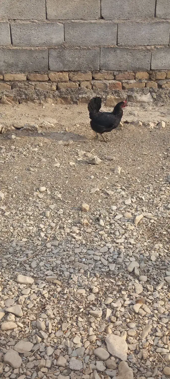 دو خروس و دو مرغ|حیوانات مزرعه|دشت ذهاب, |دیوار