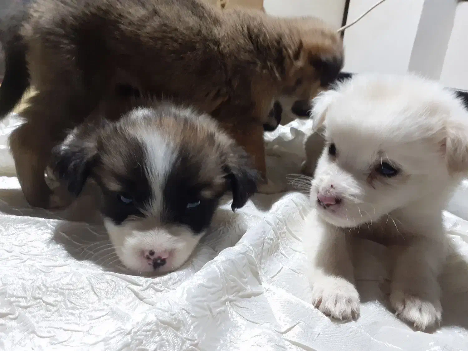 ۴عددسگ ماده ازنژاداشپیتز|سگ|اراک, |دیوار