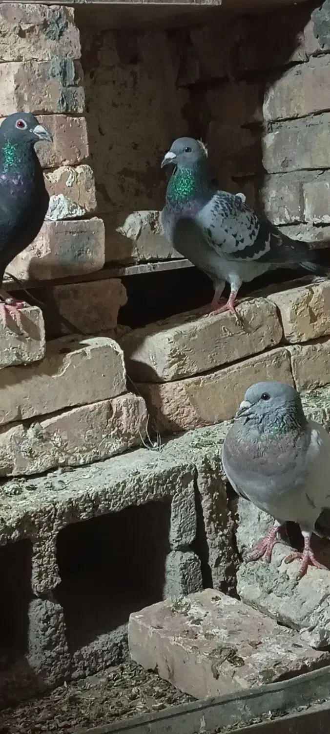 کبوتر فروشی|پرنده|سراوان, |دیوار