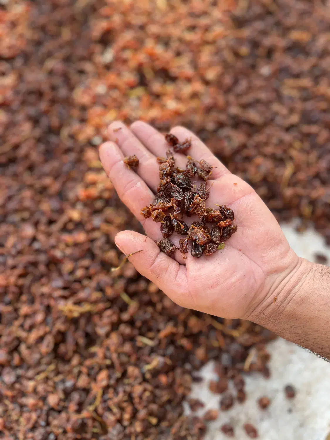 مویز|حراج|کاشان, سه راه پرورشگاه|دیوار