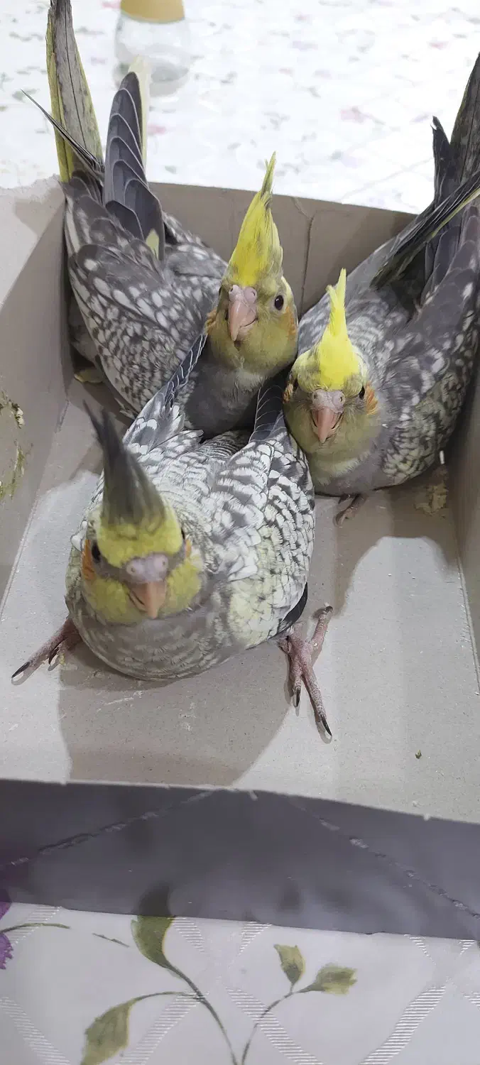 فروش یک جفت عروس هلندی با ۴جوجه|پرنده|هندیجان, |دیوار