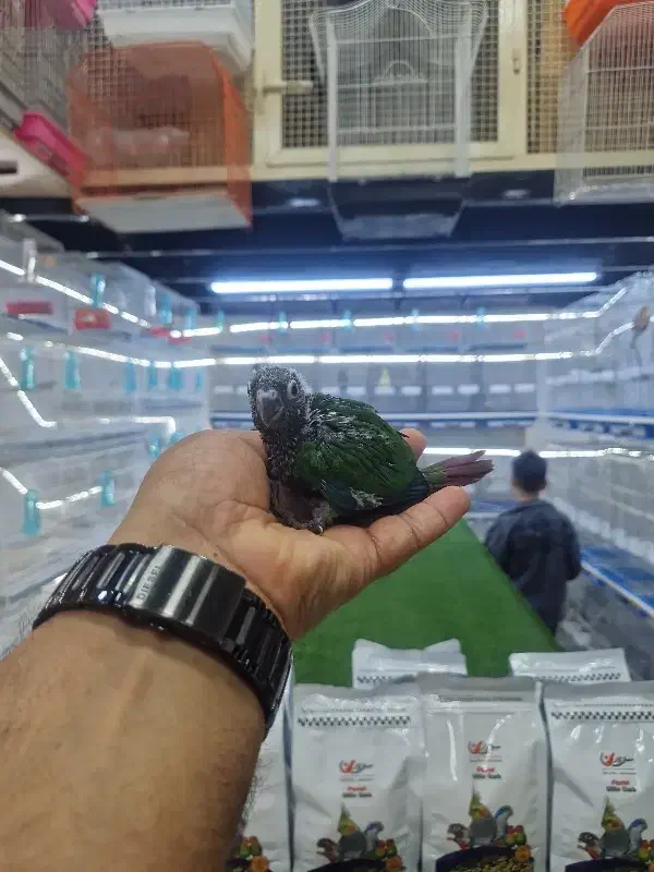 جوجه گرینچیک|پرنده|قشم, |دیوار