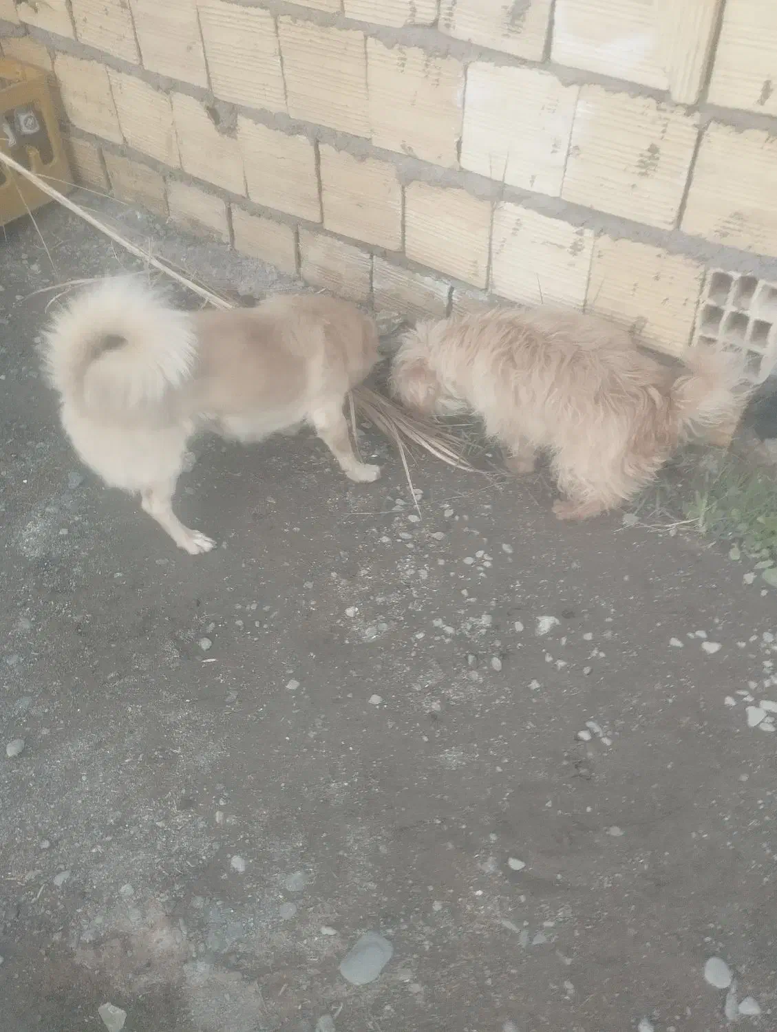 سگ جهت معاوضه|سگ|بم, |دیوار