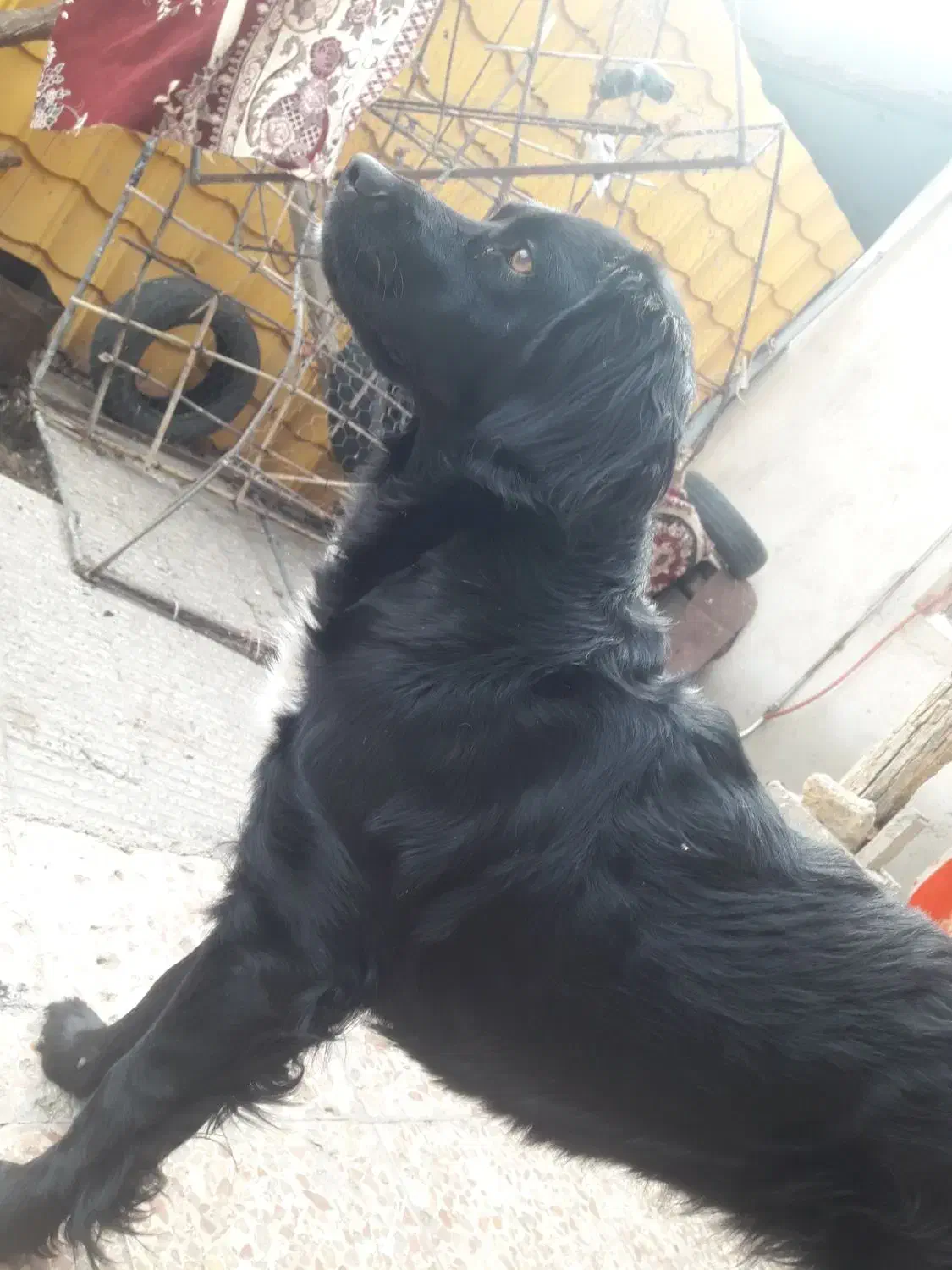 سگ گمشده|حیوانات|شاهرود, |دیوار