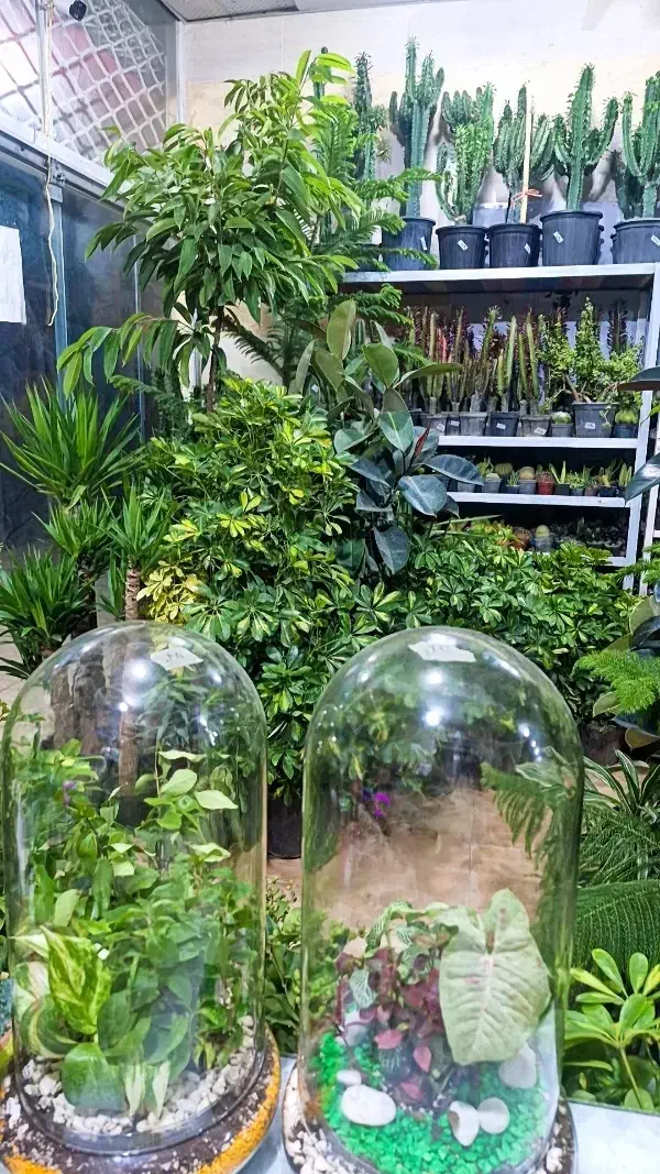 گلسرای مریم بانو بار جدید رسید۱۰درصد|گل و گیاه طبیعی|بیرجند, |دیوار