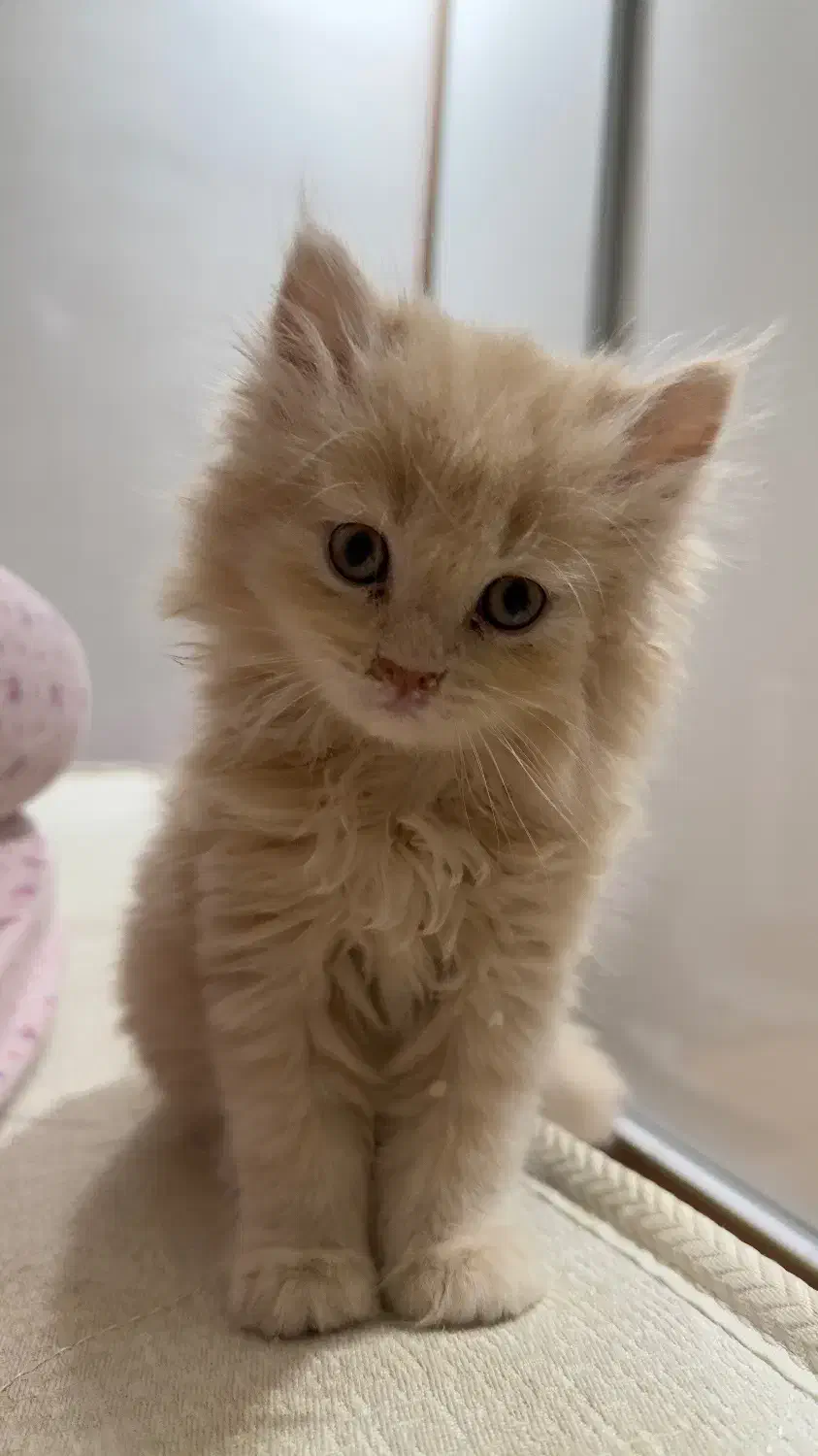 پیشی|گربه|گنبد کاووس, |دیوار