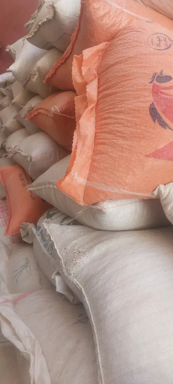 فروش بذر مادری نخود پاییزه|عمدهفروشی|کنگاور, |دیوار