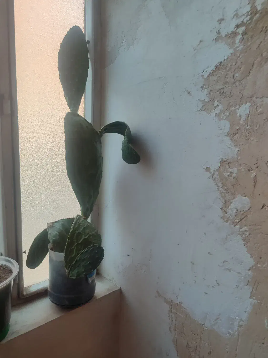 گل طبیعی چندجوربایک عددسینی|گل و گیاه طبیعی|کرمانشاه, |دیوار