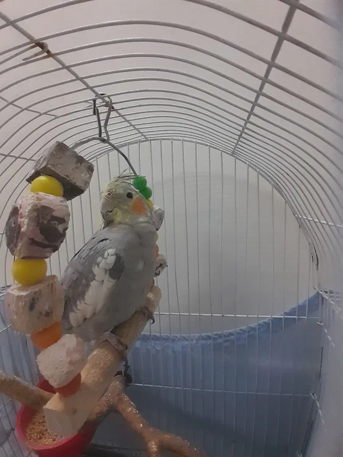 پرنده عروس ۷۰۰تومن|پرنده|قم, شهرک مهدیه (مدرس)|دیوار