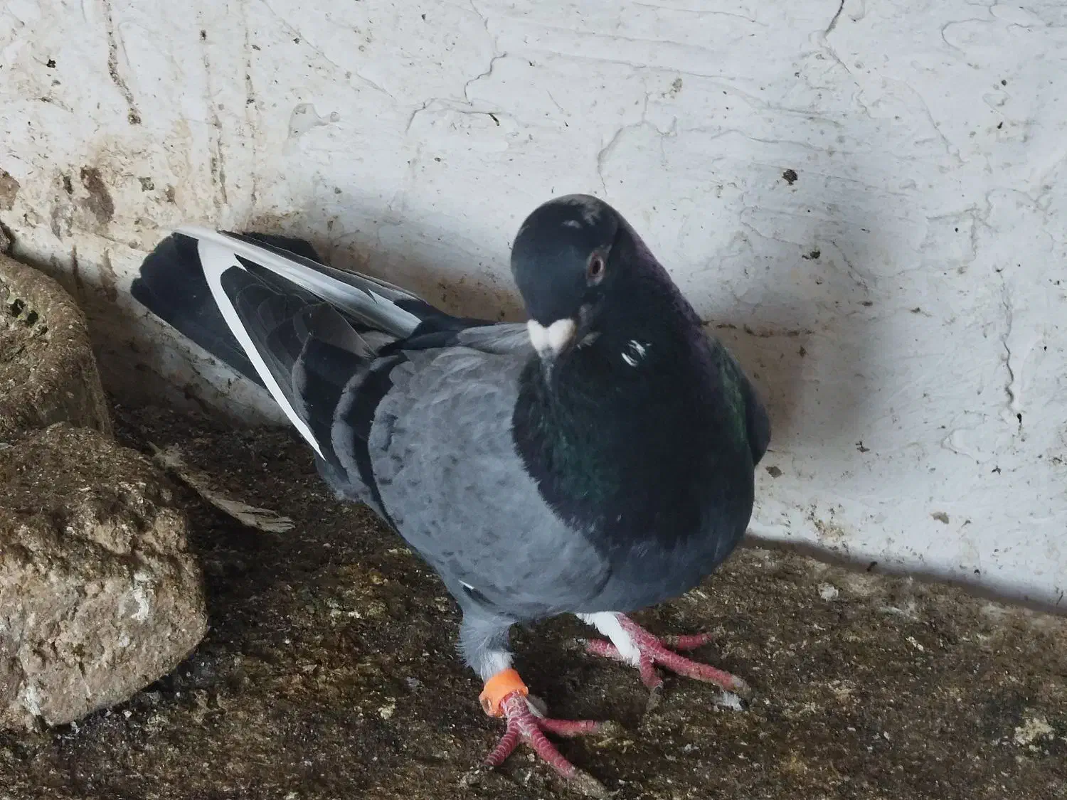 نر پلاکی|پرنده|فاضل آباد, |دیوار