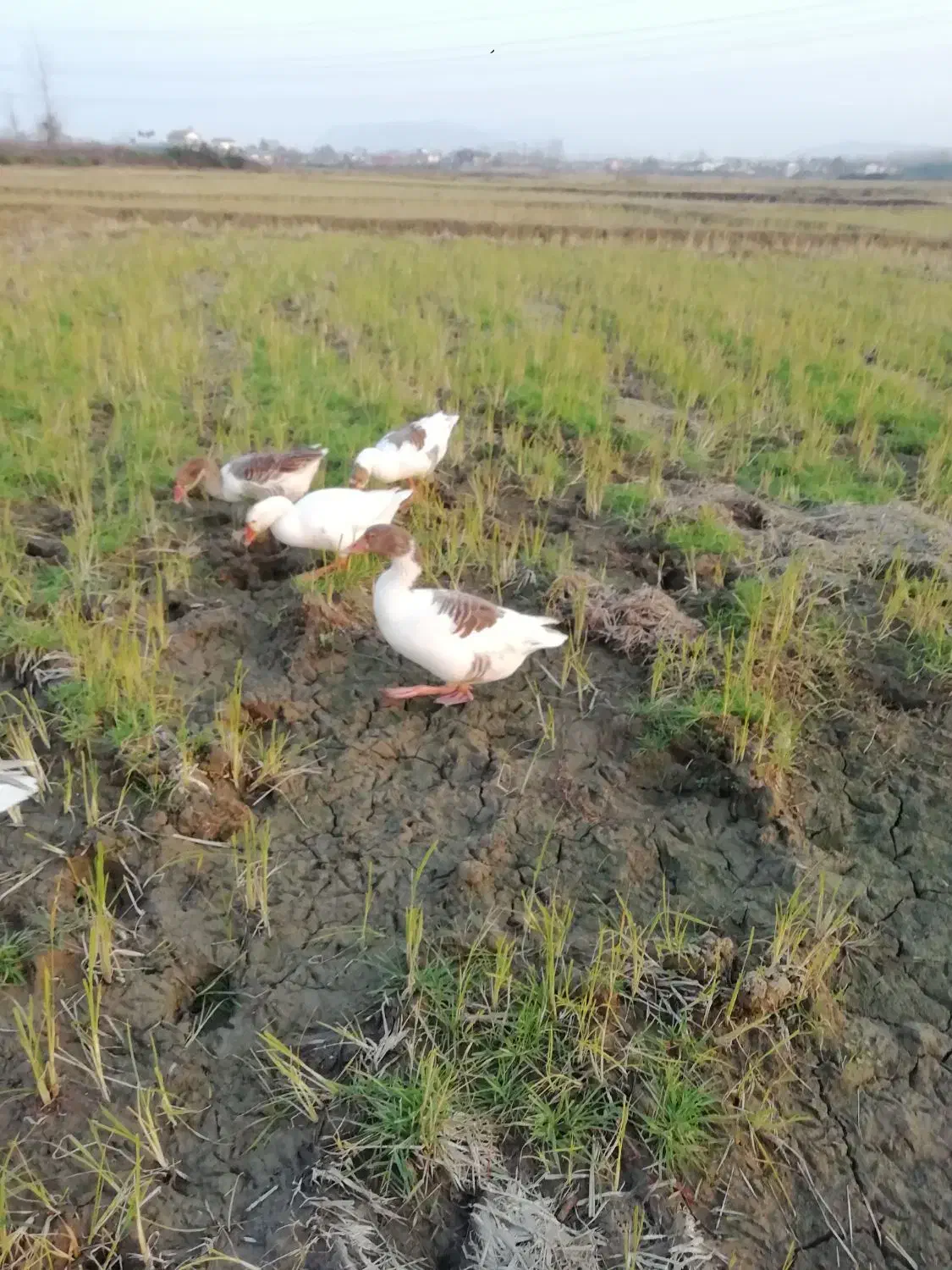 فروش غاز محلی|حیوانات مزرعه|لاهیجان, بازکیاگوراب|دیوار